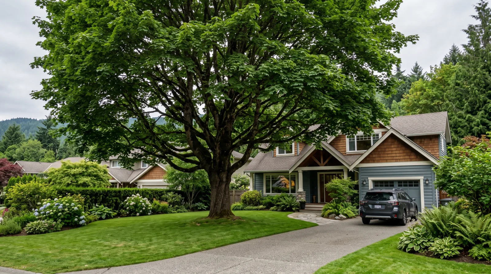 Tree Bylaws in the Fraser Valley: What You Can and Cannot Remove